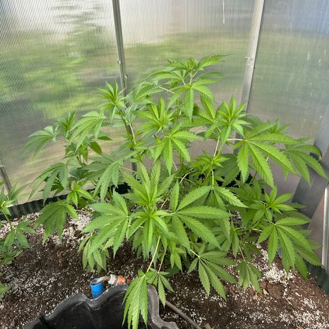Radical Juice #1 growlog timeline photo