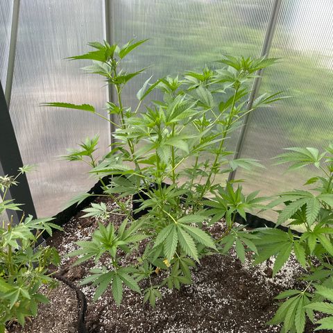 Runtz x LayerCake #2 growlog timeline photo