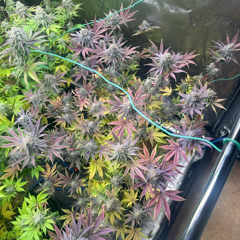 Radical Juice #2 growlog timeline photo