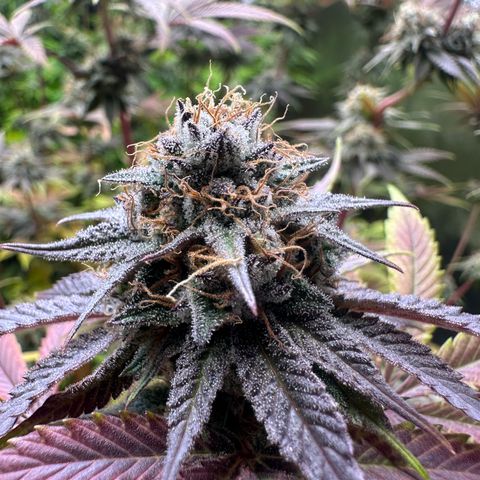 Radical Juice #2 growlog timeline photo