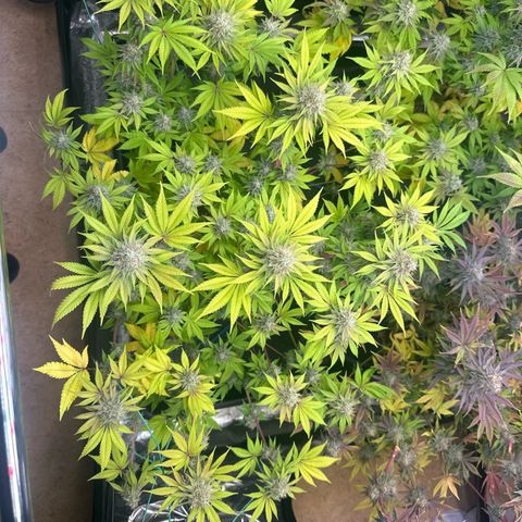 Runtz x LayerCake #1 growlog timeline photo