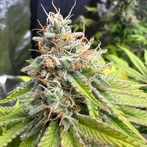 Runtz x LayerCake #1 growlog timeline photo