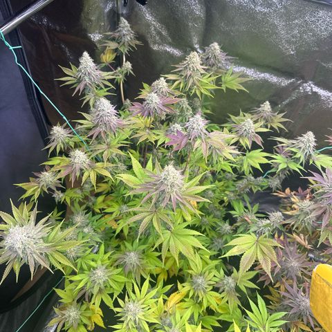 Runtz x LayerCake #3 growlog timeline photo