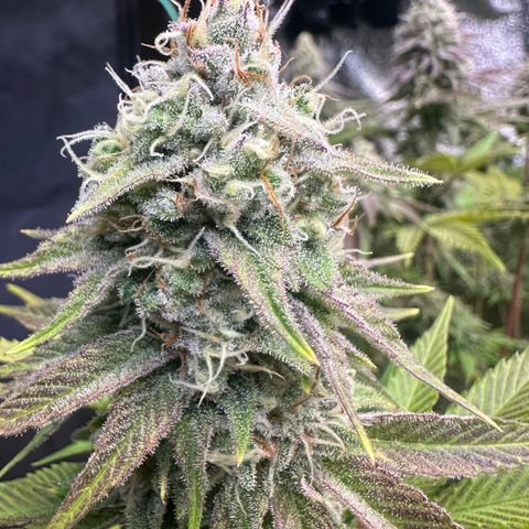 Runtz x LayerCake #3 growlog timeline photo