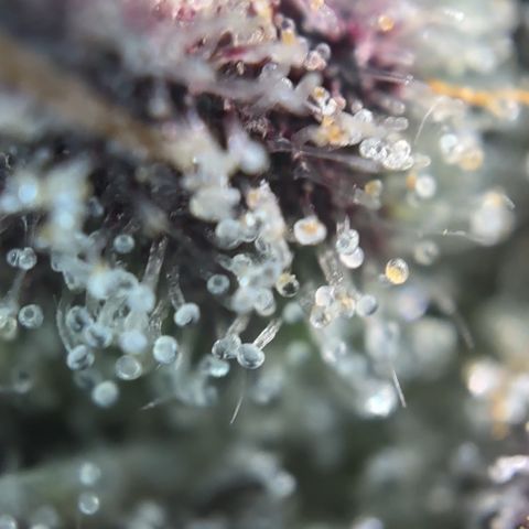 Radical Juice #2 growlog timeline photo