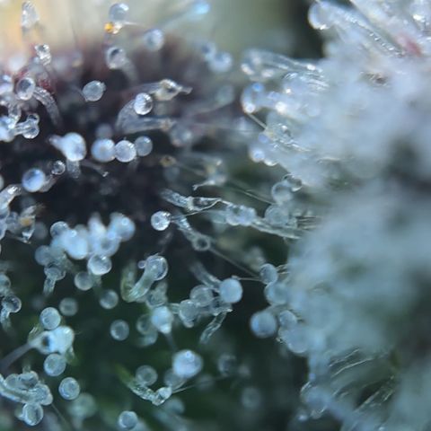 Radical Juice #2 growlog timeline photo