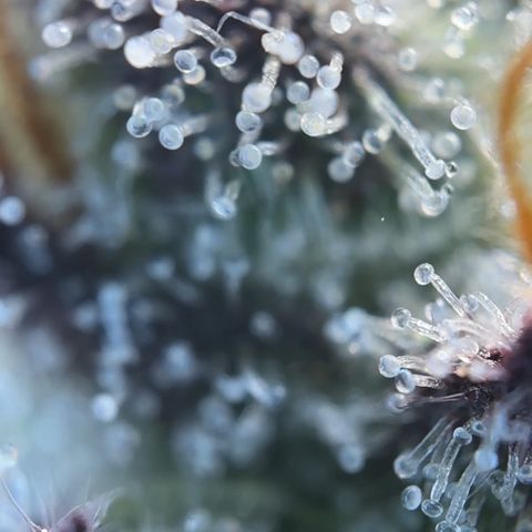 Radical Juice #2 growlog timeline photo