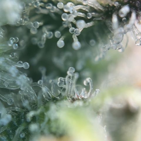 Runtz x LayerCake #3 growlog timeline photo
