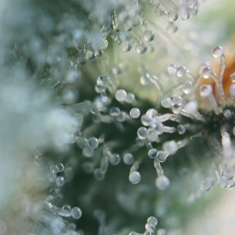 Runtz x LayerCake #3 growlog timeline photo