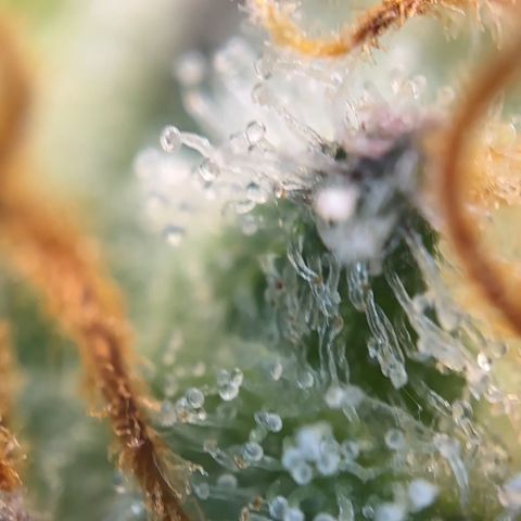 Runtz x LayerCake #3 growlog timeline photo