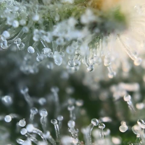 Runtz x LayerCake #1 growlog timeline photo