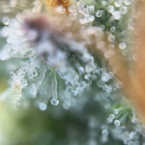 Runtz x LayerCake #1 growlog timeline photo
