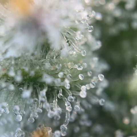 Runtz x LayerCake #1 growlog timeline photo