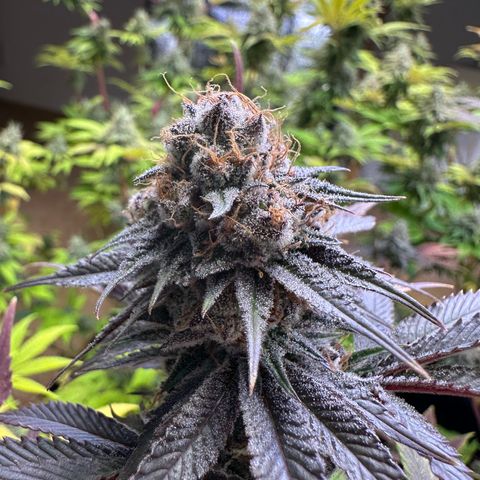 Radical Juice #2 growlog timeline photo