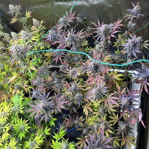 Radical Juice #2 growlog timeline photo