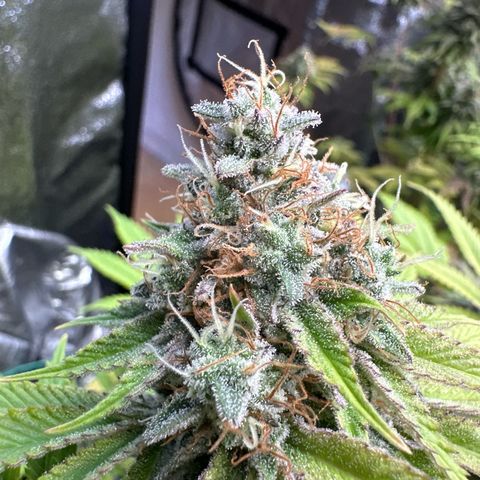 Runtz x LayerCake #1 growlog timeline photo