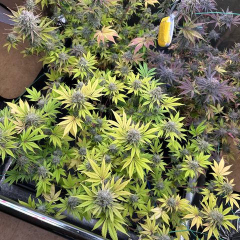 Runtz x LayerCake #1 growlog timeline photo