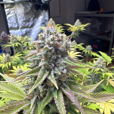 Runtz x LayerCake #3 growlog timeline photo