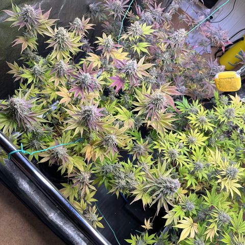 Runtz x LayerCake #3 growlog timeline photo