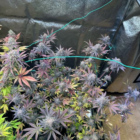 Radical Juice #2 growlog timeline photo