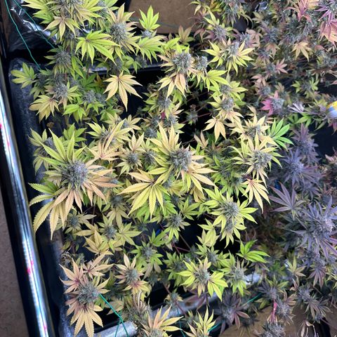 Runtz x LayerCake #1 growlog timeline photo