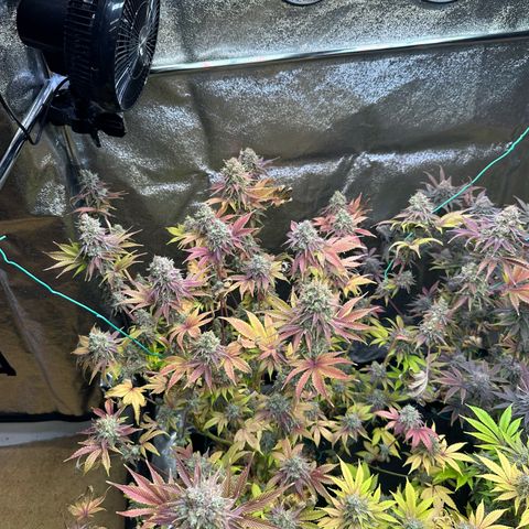 Runtz x LayerCake #3 growlog timeline photo