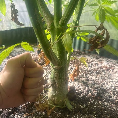 Runtz x LayerCake #2 growlog timeline photo