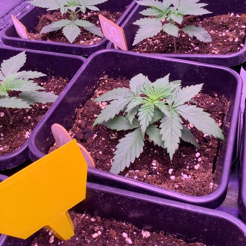Wedding Gelato growlog timeline photo