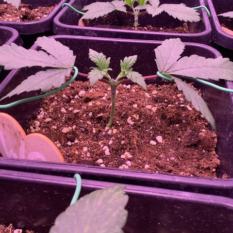 Wedding Gelato growlog timeline photo