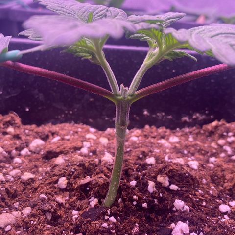 Wedding Gelato growlog timeline photo