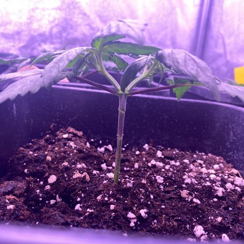 Wedding Gelato growlog timeline photo