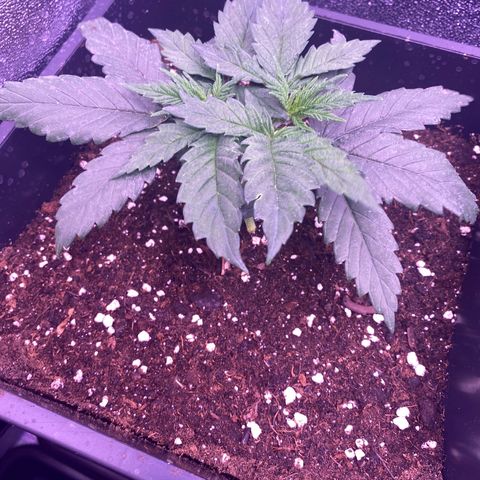 Wedding Gelato growlog timeline photo