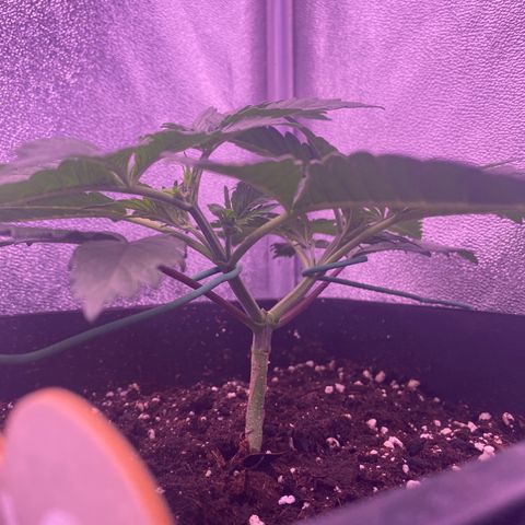 Wedding Gelato growlog timeline photo