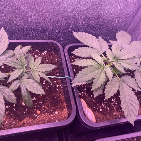 Wedding Gelato growlog timeline photo