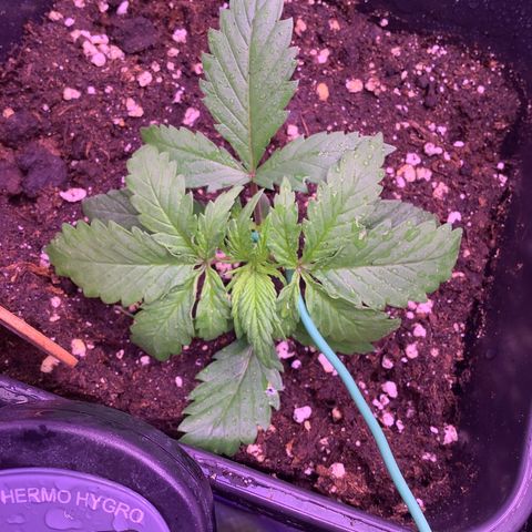 Wedding Gelato growlog timeline photo