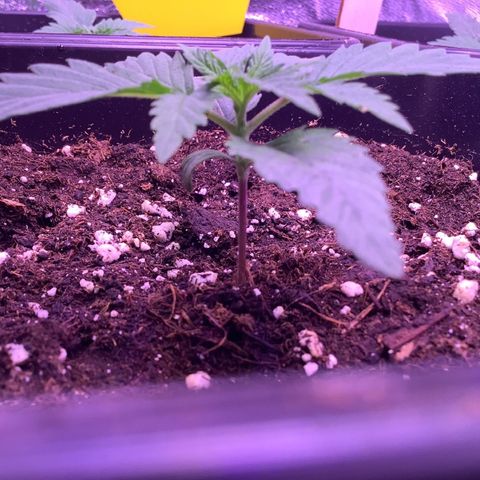 Wedding Gelato growlog timeline photo