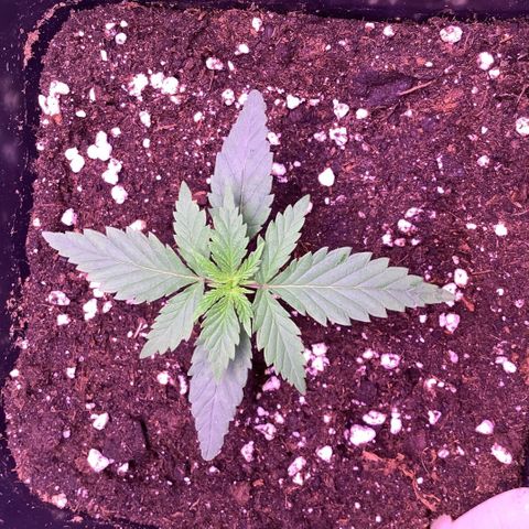 Wedding Gelato growlog timeline photo