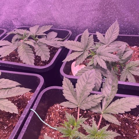 Wedding Gelato growlog timeline photo