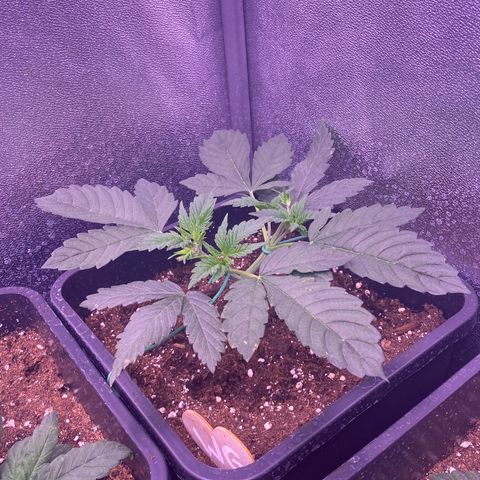 Wedding Gelato growlog timeline photo