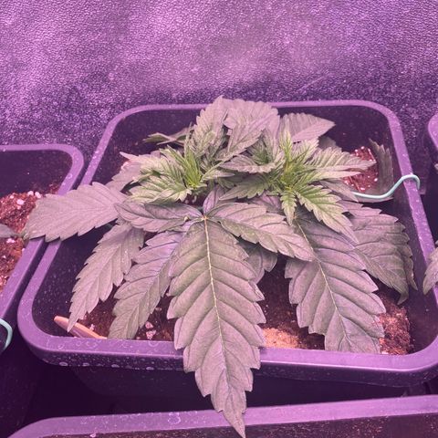 Wedding Gelato growlog timeline photo
