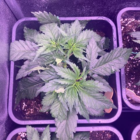 Wedding Gelato growlog timeline photo