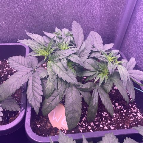 Wedding Gelato growlog timeline photo