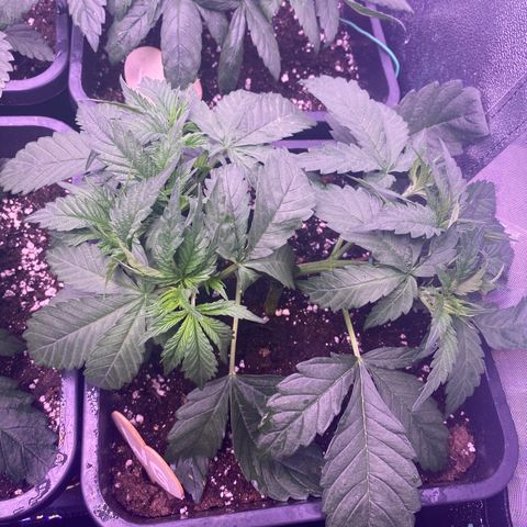 Wedding Gelato growlog timeline photo