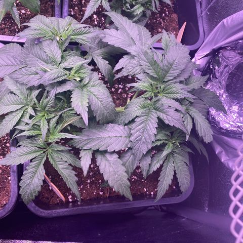 Wedding Gelato growlog timeline photo