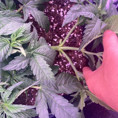Wedding Gelato growlog timeline photo