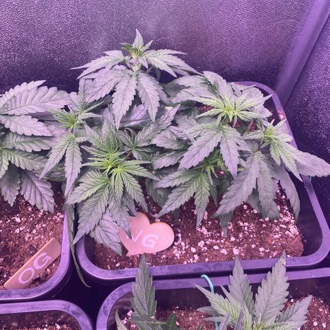 Wedding Gelato growlog timeline photo