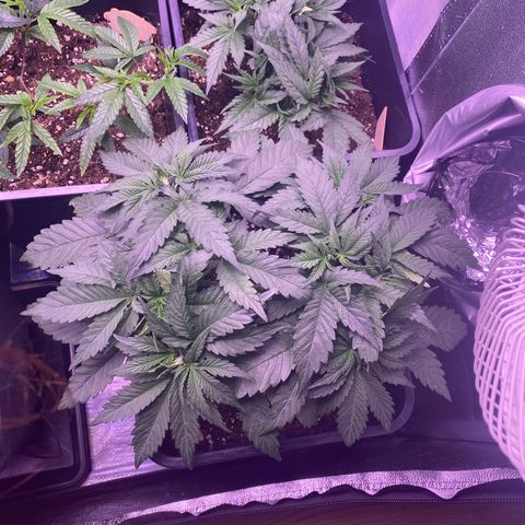 Wedding Gelato growlog timeline photo