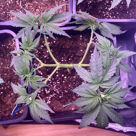 Wedding Gelato growlog timeline photo