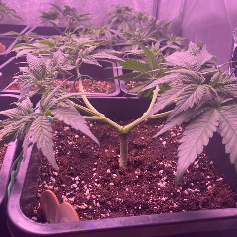 Wedding Gelato growlog timeline photo