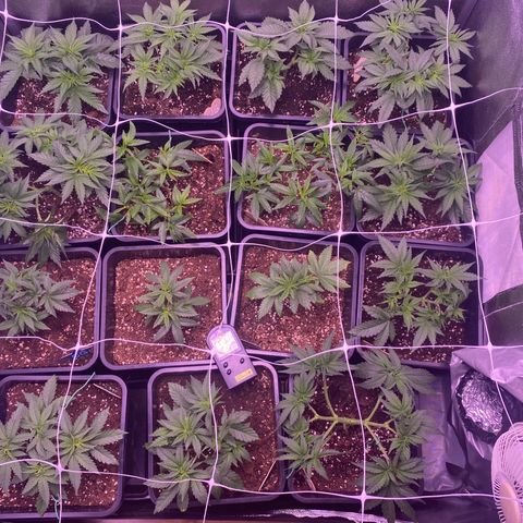 Wedding Gelato growlog timeline photo